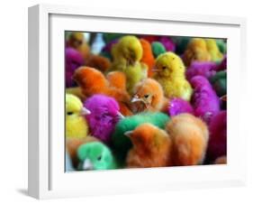 Artificially Colored Chicks Crowd Together-null-Framed Photographic Print