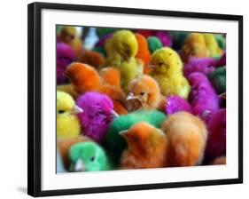 Artificially Colored Chicks Crowd Together-null-Framed Photographic Print