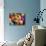 Artificially Colored Chicks Crowd Together-null-Mounted Photographic Print displayed on a wall