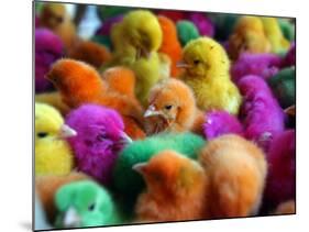 Artificially Colored Chicks Crowd Together-null-Mounted Photographic Print