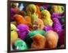 Artificially Colored Chicks Crowd Together-null-Framed Photographic Print