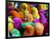 Artificially Colored Chicks Crowd Together-null-Framed Photographic Print