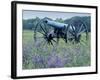 Artillery Cannon, Petersburg National Battlefield Park, Virginia, USA-Charles Gurche-Framed Photographic Print