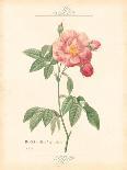 Detailed Floral III-Artique Studio-Art Print