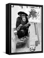 Artist Chimp 1955-Williams-Framed Stretched Canvas