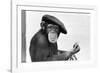 Artist Chimp 1955-Williams-Framed Photographic Print