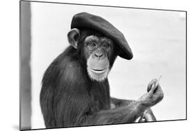 Artist Chimp 1955-Williams-Mounted Photographic Print