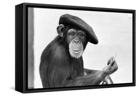 Artist Chimp 1955-Williams-Framed Stretched Canvas