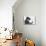 Artist Chimp 1955-Williams-Photographic Print displayed on a wall