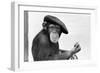 Artist Chimp 1955-Williams-Framed Photographic Print