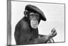 Artist Chimp 1955-Williams-Mounted Photographic Print