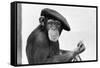 Artist Chimp 1955-Williams-Framed Stretched Canvas