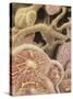 Artist Depcition of Glomerulus Capillaries-null-Stretched Canvas