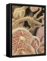 Artist Depcition of Glomerulus Capillaries-null-Framed Stretched Canvas