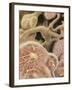 Artist Depcition of Glomerulus Capillaries-null-Framed Art Print