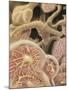 Artist Depcition of Glomerulus Capillaries-null-Mounted Art Print