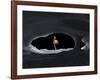 Artist's Concept of How Saturn Might Appear from Within a Hypothetical Ice Cave on Iapetus-Stocktrek Images-Framed Photographic Print