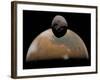 Artist's Concept of Mars and its Tiny Moon Phobos-Stocktrek Images-Framed Photographic Print