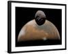 Artist's Concept of Mars and its Tiny Moon Phobos-Stocktrek Images-Framed Photographic Print