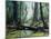 Artist's Impression of a Carboniferous Forest.-Ludek Pesek-Mounted Photographic Print