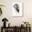 Artistic Black And White Elephant-Donvanstaden-Premium Giclee Print displayed on a wall