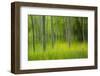 Artistic Impression of Foresta Umbra, Gargano Np, Gargano Peninsula, Apulia, Italy, April 2008-Müller-Framed Photographic Print