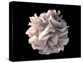 Artistic Rendering of the Surface of a Human Dendritic Cell-Stocktrek Images-Stretched Canvas