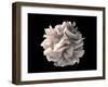 Artistic Rendering of the Surface of a Human Dendritic Cell-Stocktrek Images-Framed Art Print