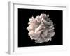 Artistic Rendering of the Surface of a Human Dendritic Cell-Stocktrek Images-Framed Art Print