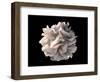 Artistic Rendering of the Surface of a Human Dendritic Cell-Stocktrek Images-Framed Art Print