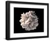 Artistic Rendering of the Surface of a Human Dendritic Cell-Stocktrek Images-Framed Art Print