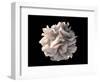 Artistic Rendering of the Surface of a Human Dendritic Cell-Stocktrek Images-Framed Art Print