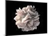 Artistic Rendering of the Surface of a Human Dendritic Cell-Stocktrek Images-Mounted Art Print