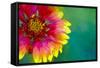 Artistic Rendition of Indian Blanket Flower-Rona Schwarz-Framed Stretched Canvas