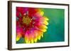 Artistic Rendition of Indian Blanket Flower-Rona Schwarz-Framed Photographic Print