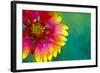 Artistic Rendition of Indian Blanket Flower-Rona Schwarz-Framed Photographic Print