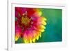 Artistic Rendition of Indian Blanket Flower-Rona Schwarz-Framed Photographic Print