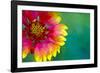 Artistic Rendition of Indian Blanket Flower-Rona Schwarz-Framed Photographic Print