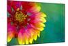 Artistic Rendition of Indian Blanket Flower-Rona Schwarz-Mounted Photographic Print