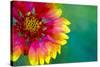 Artistic Rendition of Indian Blanket Flower-Rona Schwarz-Stretched Canvas
