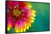 Artistic Rendition of Indian Blanket Flower-Rona Schwarz-Framed Stretched Canvas