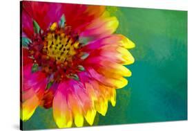 Artistic Rendition of Indian Blanket Flower-Rona Schwarz-Stretched Canvas