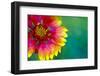 Artistic Rendition of Indian Blanket Flower-Rona Schwarz-Framed Photographic Print