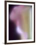 Artistic View of a Calla Lily in Fuquay Varina, North Carolina.-Melissa Southern-Framed Photographic Print