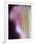 Artistic View of a Calla Lily in Fuquay Varina, North Carolina.-Melissa Southern-Framed Photographic Print