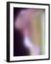 Artistic View of a Calla Lily in Fuquay Varina, North Carolina.-Melissa Southern-Framed Photographic Print