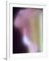 Artistic View of a Calla Lily in Fuquay Varina, North Carolina.-Melissa Southern-Framed Photographic Print