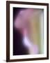 Artistic View of a Calla Lily in Fuquay Varina, North Carolina.-Melissa Southern-Framed Photographic Print