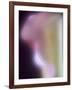 Artistic View of a Calla Lily in Fuquay Varina, North Carolina.-Melissa Southern-Framed Photographic Print