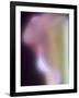 Artistic View of a Calla Lily in Fuquay Varina, North Carolina.-Melissa Southern-Framed Photographic Print